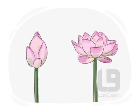 bloom meaning.